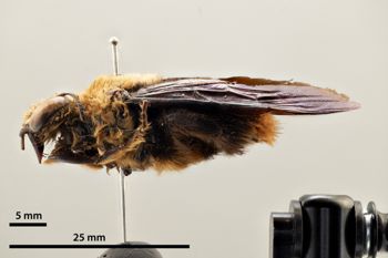 Media type: image;   Entomology 810602 Aspect: habitus lateral view